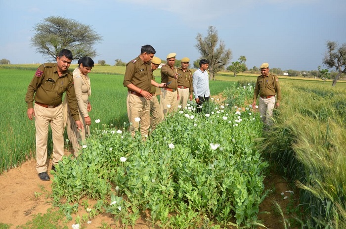 बिहार में अफीम की अवैध खेती के खिलाफ अभियान तेज