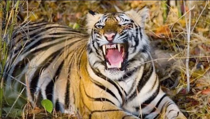 बाघ के हमले में व्यक्ति की मौत