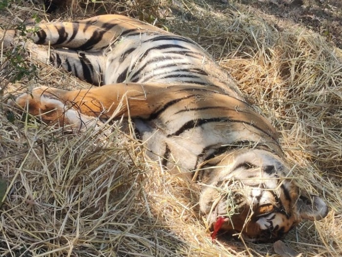 महाराष्ट्र में बाघ के शिकार मामले में 11 लोग गिरफ्तार