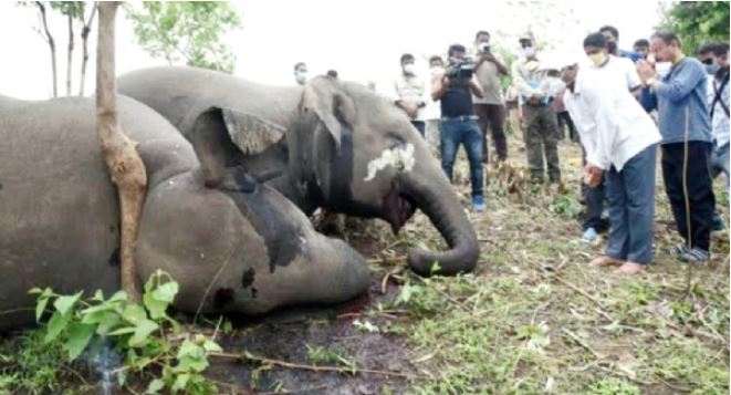 करंट लगने से तीन हाथियों की मौत (फाइल)