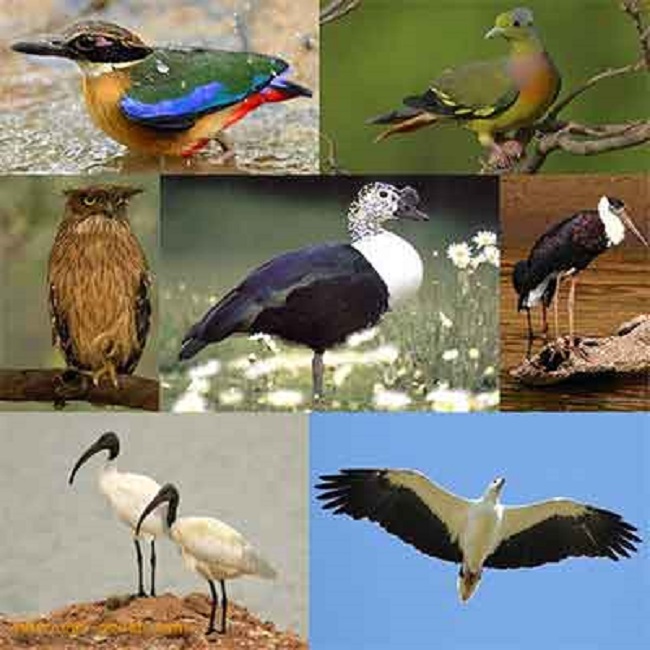 पक्षियों की 78 प्रजातियां सिर्फ भारत में पाई जाती हैं