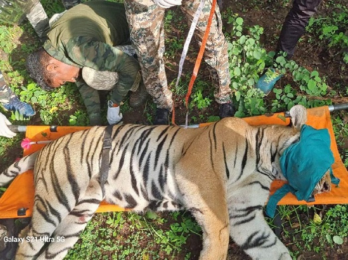 कार से टक्कर के बाद बाघ की मौत