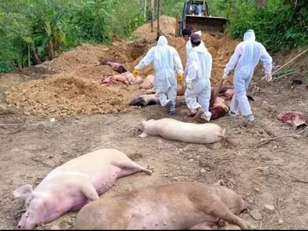 अफ्रीकी स्वाइन फ्लू फैलने, सूअरों को मारने का आदेश