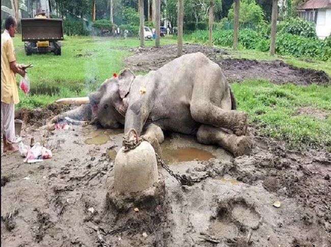 सबसे अधिक आयु के पालतू हाथी की मौत