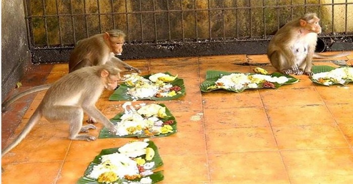 बंदरों को परोसा जाता है भोज
