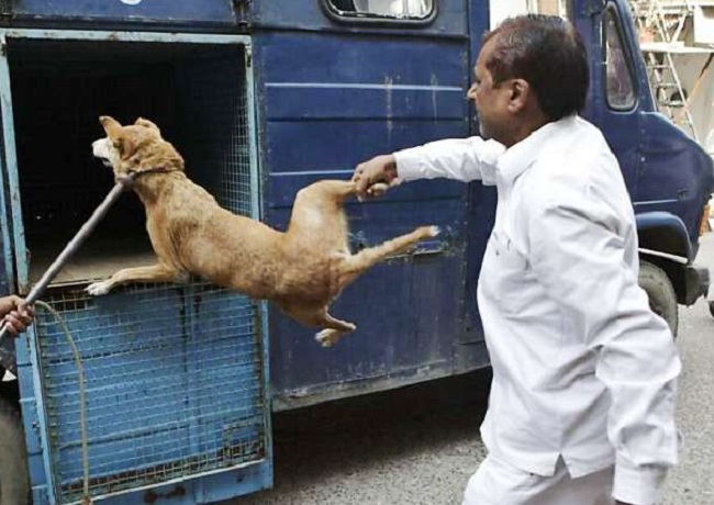 पशु अधिकार समूह का आरोप आवारा कुत्तों के साथ की गई क्रूरता