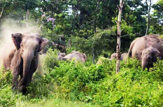 जंगली हाथी के हमले में महिला की मौत