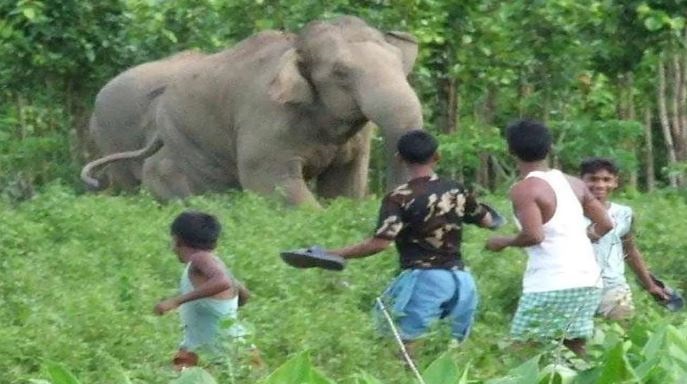खेत से वापस लौट रहे ग्रामीणों पर हमलावर हुए हाथी
