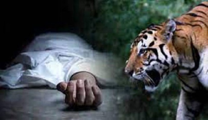 युवक की बाघ के हमले से मौत