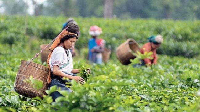 प्रतिकूल मौसम और कीट हमले की वजह से घटा चाय उत्पादन