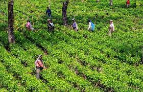 असम सरकार ने चाय बागान श्रमिकों का न्यूनतम वेतन बढ़ाया