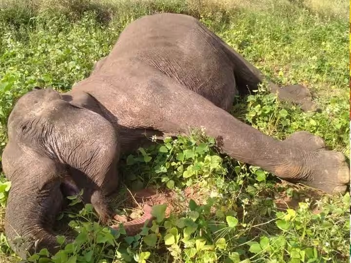 तमिलनाडु में मैग्ना हाथी मृत पाया गया