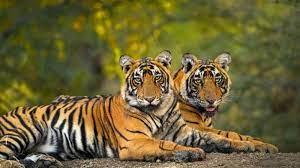 दो बाघों की मौत जहरखुरानी की वजह से हुई