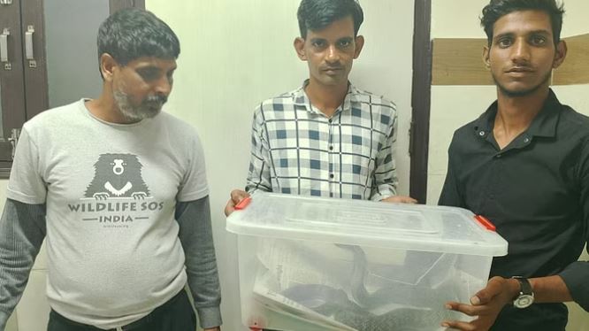 दिल्ली में वाइल्ड लाइफ एसओएस को कोबरा सौंपते पशु प्रेमी।