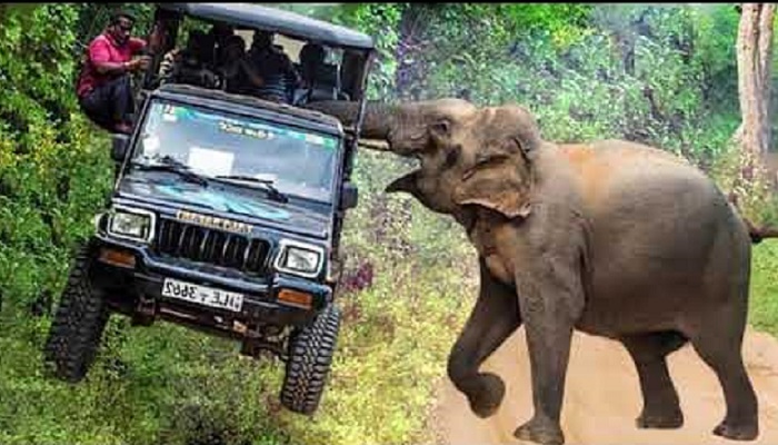 जंगली हाथी ने 71 वर्षीय एक बुजुर्ग को मार डाला (प्रतीकात्मक छवि)