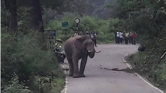 जंगली हाथी ने जमकर मचाया उत्पात (सांकेतिक तस्वीर)