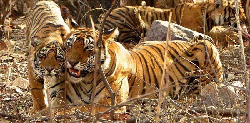 सिमलीपाल राष्ट्रीय अभयारण्य में बाघों की गिनती शुरू की
