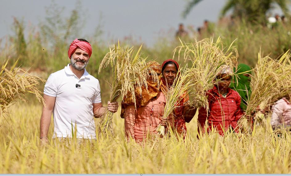 फसल कटाई के दौरान किसानों के साथ राहुल गांधी