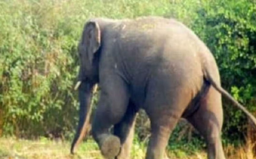 जंगली हाथी को परेशान करना पड़ा महंगा