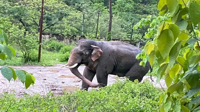 केरल में जंगली हाथियों का आतंक