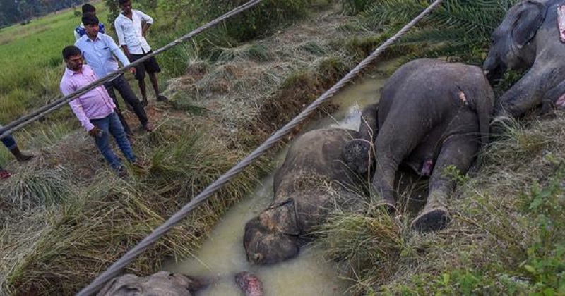 करंट से दो हाथियों की मौत