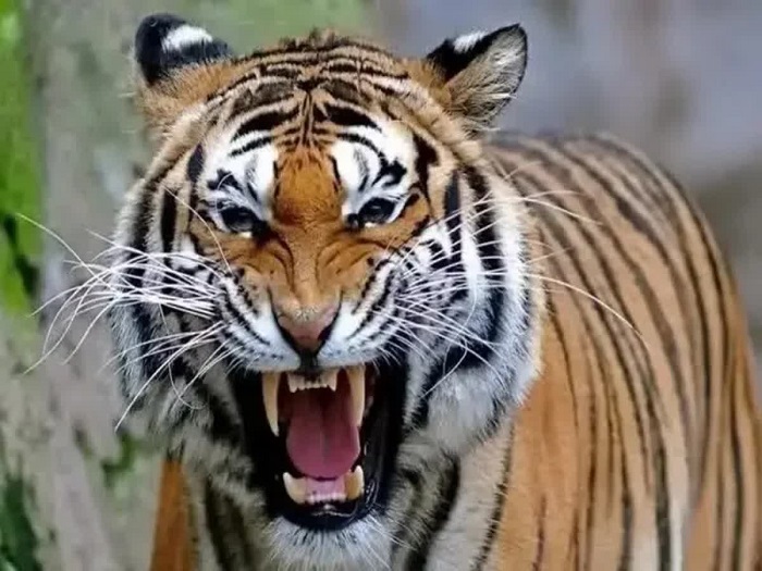 वन क्षेत्र में बाघ के हमले में एक व्यक्ति की मौत