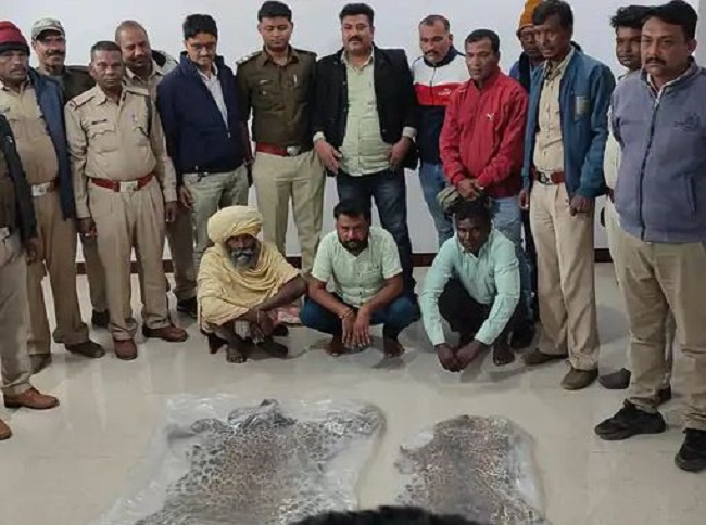 छिंदवाड़ा में तेंदुए की खाल के साथ तीन लोग गिरफ्तार
