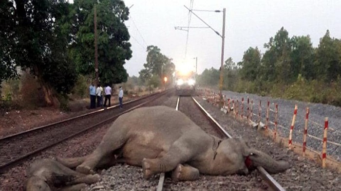 असम में ट्रेन की चपेट में आने से एक हाथी की मौत