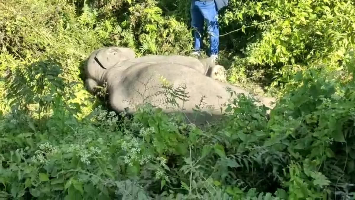 मालगाड़ी की चपेट में आने से तीन हाथियों की मौत
