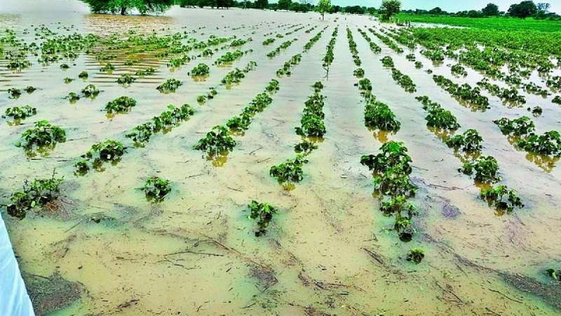 बेमौसम बारिश से एक लाख हेक्टेयर क्षेत्र में खड़ी फसलें प्रभावित