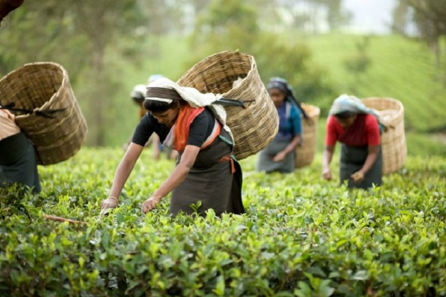 चाय उत्पादन अक्टूबर में 12 प्रतिशत से अधिक बढ़ा
