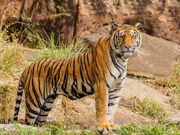 केरल सरकार ने ‘आदमखोर’ बाघ को पकड़ने या बेहोश करने में असमर्थ रहने पर उसे मारने का आदेश दिया