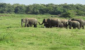 जंगली हाथी के हमले में वन रेंजर की मौत
