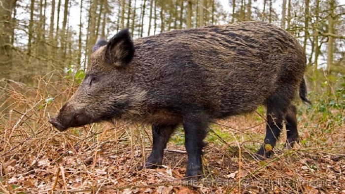जंगली सूअर के हमले में किसान की मौत