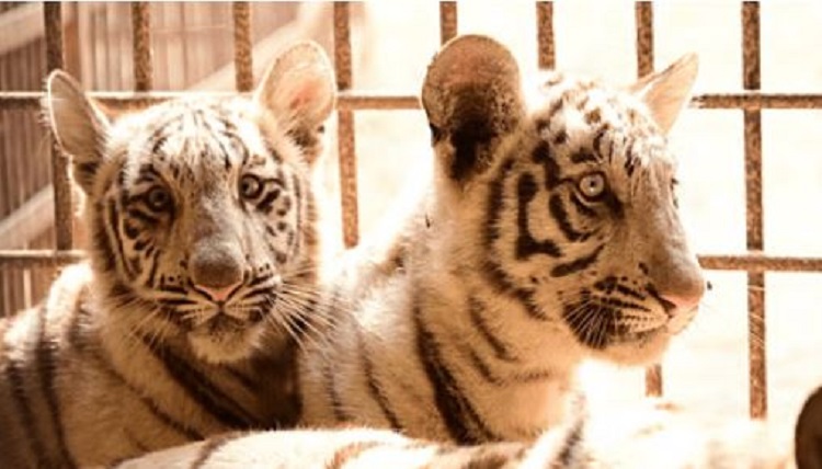 मैत्री बाग चिड़ियाघर में बाघिन ने दिया दो शावकों को जन्म