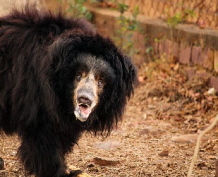 भोपाल के प्राणी उद्यान में देश के सबसे बुजुर्ग भालू  की मौत