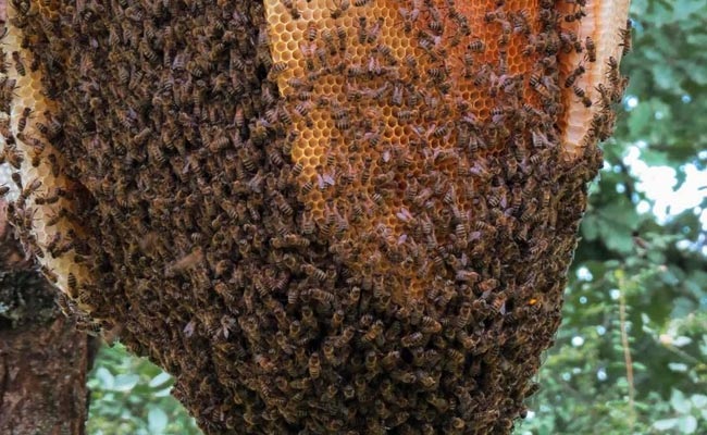 मधुमक्खियों के हमले में एक व्यक्ति की मौत