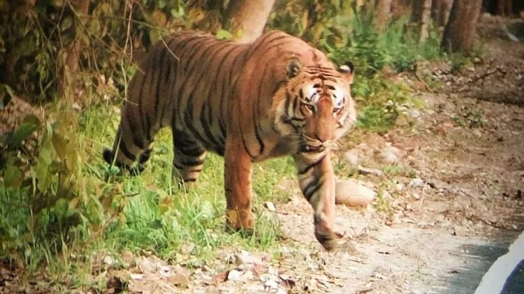 सात साल के बाघ का अवशेष मिला