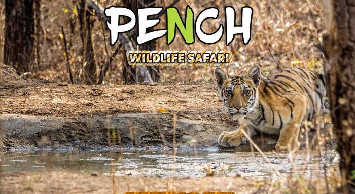 महाराष्ट्र में पेंच बाघ अभयारण्य