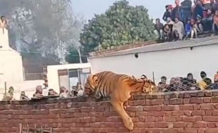 आबादी वाले इलाके में घुसा बाघ