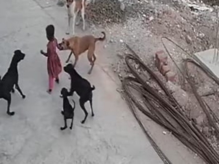 भोपाल में कुत्तों का आतंक