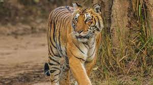 बांधवगढ़ अभयारण में बाघ मृत मिला