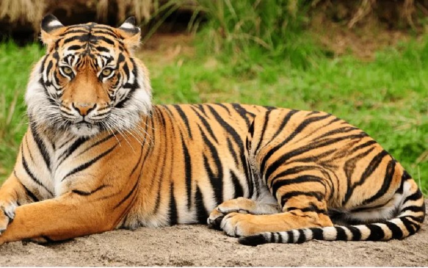 करंट लगने से बाघ की मौत