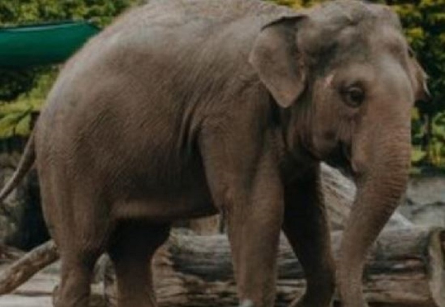 हाथी ने वनरक्षक को कुचलकर मार डाला