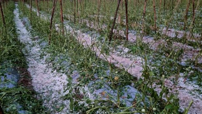 बेमौसम बारिश और ओलावृष्टि से फसलों को हुआ  नुकसान