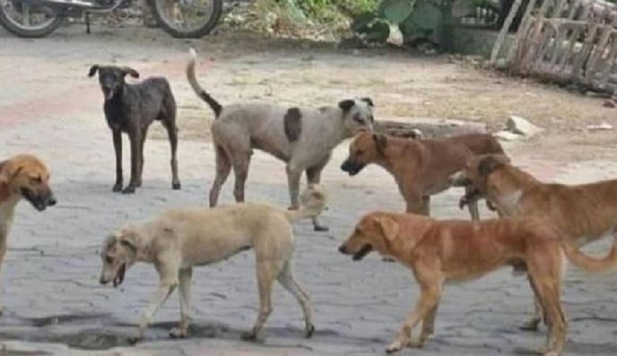 मुजफ्फरनगर में कुत्तों का आतंक
