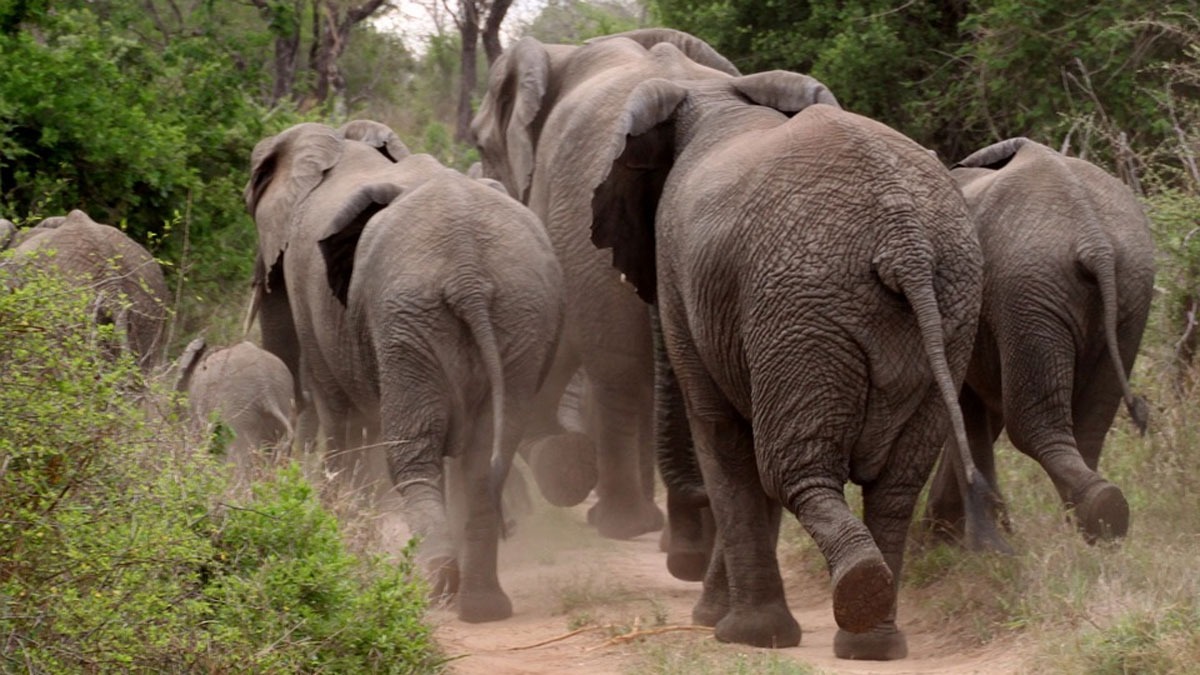 जंगली हाथियों का आतंक