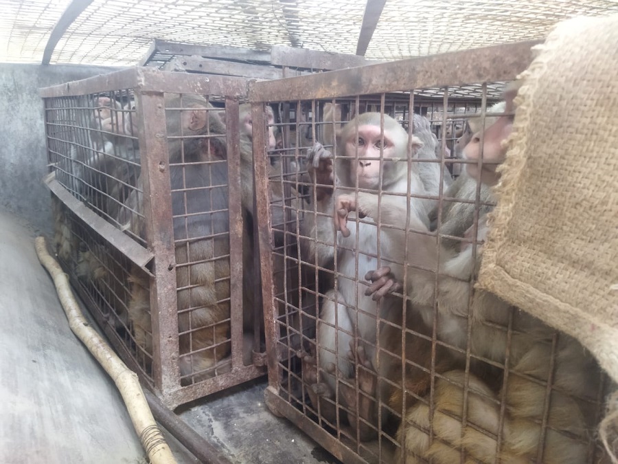आजमगढ़ में बंदरो का आतंक