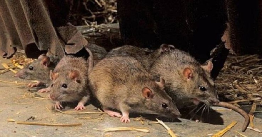चूहे-छछूंदर से किसानों में फैलता सकता है  रोग