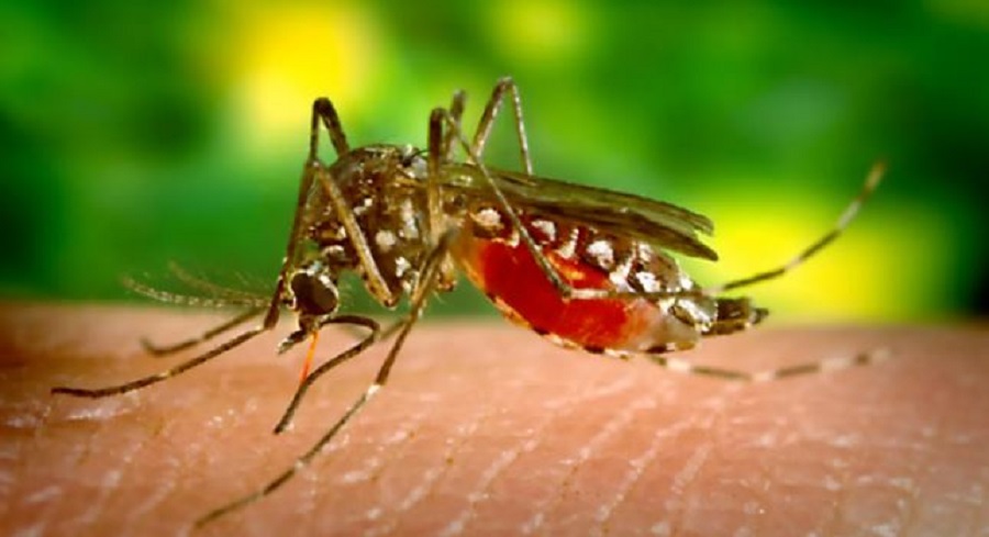 ब्राजील में 2024 में जानिए डेंगू से अब तक कितनी हुई मौतें